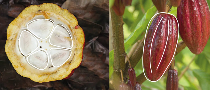À esquerda, a foto de um cacau aberto. À direita, o cacau por inteiro. A fruta foi inspiração para criar os domos do Laboratório Criativo da Amazônia